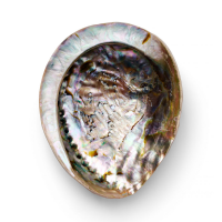 PREMIUM AND COLORFUL ABALONE SHELL / FAMILY RECIPE / AFFORDABLE VALUE / MADE IN VIETNAM