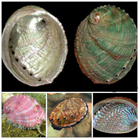 FINE AND DECORATIVE ABALONE SHELL / FAMILY RECIPE / AFFORDABLE VALUE / MADE IN VIETNAM