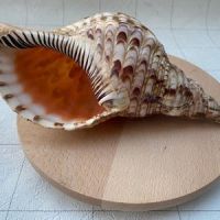 EXQUISITE TRUMPET TRITON SHELL / OCEAN'S BEAUTY / PREMIUM VALUE / MADE IN VIETNAM