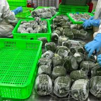 RICH AND NUTRITIOUS FROZEN CASSAVA LEAVES / NATURAL GOODNESS / GREAT VALUE / MADE IN VIETNAM