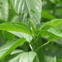 FROZEN JUTE LEAVES FOR VEGETARIAN AND VEGAN MEALS / FROZEN HERBS STRAIGHT FROM VIETNAM