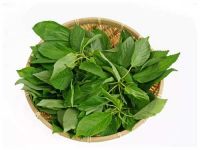 FROZEN JUTE LEAVES FOR COOKING AND CULINARY DELIGHTS / PREMIUM FROZEN VEGETABLES FROM VIETNAM