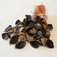 HANDCRAFTED MUREX OPERCULUM SHELLS / DECOR & JEWELRY SUPPLIES / GREAT VALUE / MADE IN VIETNAM