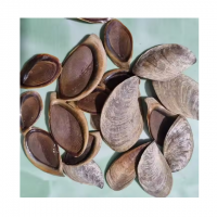 PURE MUREX OPERCULUM / NATURAL SEA PRODUCT / HANDCRAFTED / MADE IN VIETNAM