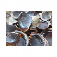 POLISHED MUREX OPERCULUM SHELLS / NATURAL BEAUTY / CRAFTING & DECOR / MADE IN VIETNAM