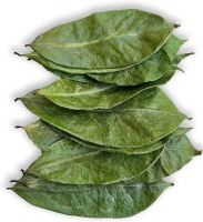NATURAL DRIED SOURSOP LEAVES / HIGH-QUALITY EXPORT PRODUCT