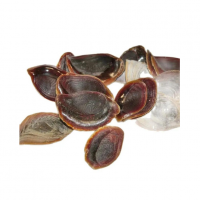 RARE MUREX OPERCULUM SHELLS / OCEAN'S ARTISTRY / ECO-CONSCIOUS SOURCING / MADE IN VIETNAM