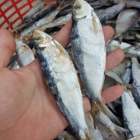GOLDEN AND CRISPY SUN-DRIED HERRING FISH / FAMILY RECIPE / AFFORDABLE VALUE / MADE IN VIETNAM