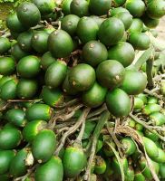 ALL-NATURAL FROZEN BETEL NUT / FAMILY RECIPE / GREAT VALUE / MADE IN VIETNAM