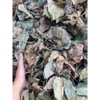 PREMIUM DRIED BETEL LEAVES / ANCIENT FAMILY RECIPE / VALUE FOR MONEY / MADE IN VIETNAM