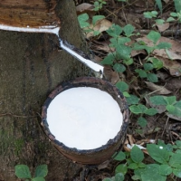 PURE NATURAL LATEX HA / 60% DRC / EXCEPTIONAL FLEXIBILITY / VIETNAM PRODUCT