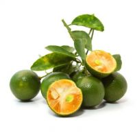 FROZEN KUMQUAT JUICE/ NATURAL CITRUS JUICE CONCENTRATE/ BULK SUPPLY