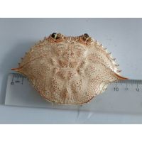 DRIED CRAB SHELL FOR ANIMAL FEED/ NATURAL CRAB SHELL FERTILIZER SUPPLY
