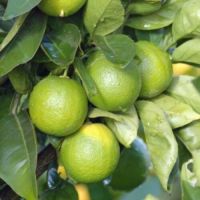 BEST QUALITY FROZEN WHOLE LEMONS/ WHOLESALE SUPPLY FROM FACTORY
