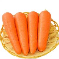 Premium Quality Fresh Carrots â Farm Direct, Organic & Sweet, Bulk Supply Available