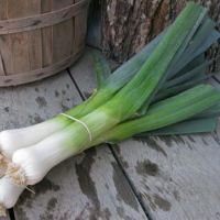 PREMIUM FRESH LEEK FOR SALE/BULK SUPPLY/WHOLESALE EXPORTER FROM FARM