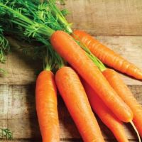 TOP SUPPLIER OF FRESH CARROTS / BEST PRICE WHOLESALE BULK SUPPLY