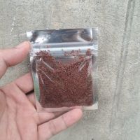 BEST EFFECTIVE-PRICE, PURE HYGROPHILA SALICIFOLIA SEEDS FOR BEAUTY AND SKIN TREATMENT