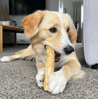 ORGANIC WOOD DOG CHEWS, PURE WOOD FROM FRESHLY HARVESTED TREES, PERFECT FOR DOG TEETHING