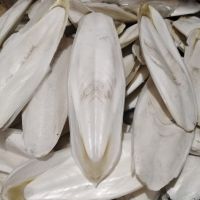 CLEANED CUTTLEFISH BONES, DRIED TO PERFECTION, ESSENTIAL TREAT FOR SQUIRRELS, RATS & AMBER