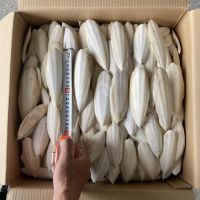 FRESHLY HARVESTED CUTTLEFISH BONES, DRIED AND CLEANED, IDEAL FOR SQUIRRELS, RATS & AMBER