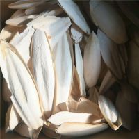 PURE & ORGANIC DRIED CUTTLEFISH BONES, FRESH SEA SQUID, PERFECT FOR SQUIRRELS, RATS & AMBER