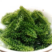 GRAPE SEAWEED, FRESHLY HARVESTED, A DELICIOUS AND HEALTHY INGREDIENT FOR SALADS AND FOODS