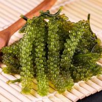 GRAPE SEAWEED, HARVESTED FROM THE OCEAN, A FRESH INGREDIENT FOR HEALTHY SALADS AND MEALS