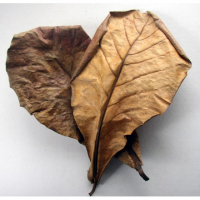 TERMINALIA CATAPPA LEAVES / IMMUNE BOOST FOR FISH / NATURAL WATER CARE / AQUATIC WELLNESS