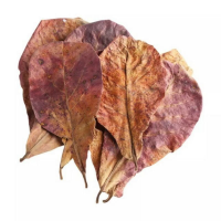 NATURAL TERMINALIA CATAPPA / FISH DISEASE PREVENTION / WATER CONDITIONER / CLEAN LABEL