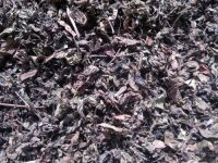 REFRESHING AND SOOTHING BLACK GRASS JELLY LEAVES / FAMILY RECIPE / AFFORDABLE VALUE / MADE IN VIETNAM