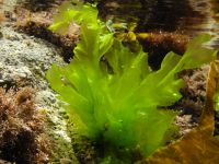 NATURAL ULVA LACTUCA / SUSTAINABLE SEAWEED / CLEAN LABEL / NON-GMO