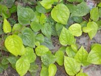 WILD HARVESTED BETEL LEAVES / ORAL CARE SUPPORT / CLEAN LABEL / RAW & PURE / FROM VIETNAM