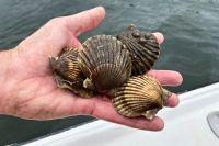 OCEAN SCALLOP SHELLS / HIGH QUALITY / FOR COOKING AND DECORATION