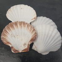 GOURMET SCALLOP SHELLS FOR RESTAURANT AND CATERING / HIGH QUALITY / DECORATION