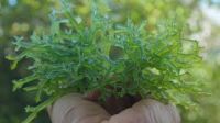 PURE COTTONII SEAWEED / NUTRIENT-RICH / CLEAN LABEL / PLANT-BASED