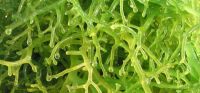 PREMIUM COTTONII SEAWEED / NATURAL GEL SOURCE / VEGAN SUPERFOOD / CLEAN & GREEN