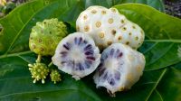 100% PURE NONI JUICE / NATURAL IMMUNE SUPPORT / CLEAN LABEL / RAW & UNFILTERED
