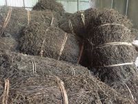 FRESH DRIED BLACK GRASS JELLY STICKS / PERFECT FOR HERBAL DESSERTS AND DRINKS / MADE IN VIETNAM