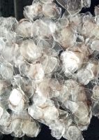 PREMIUM DECALCIFIED FISH SCALE / COLLAGEN BOOST / MINERAL-FREE / ECO-FRIENDLY