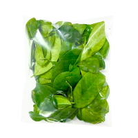 FROZEN LEMON LEAF / PURE TERMINALIA CATAPPA LEAF / IMMUNE SUPPORT / CLEAN LABEL / PLANT-BASED