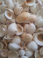 PREMIUM DRIED SEASHELL / OCEAN-INSPIRED / ART & CRAFT / CLEAN LABEL