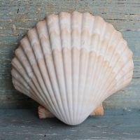 SELECTED SEASHELLS / COASTAL CHARM / HANDMADE CRAFTS / SUSTAINABLE MATERIALS