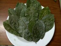 PURE SOURSOP LEAF / ANTIBACTERIAL / CLEAN LABEL / NON-GMO