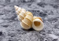 HANDPICKED SEASHELLS / OCEAN THEME CRAFT / ARTISTIC SUPPLY / ENVIRONMENTALLY FRIENDLY