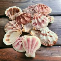 COLLECTED SEASHELLS / COASTAL HOME DECOR / DIY CRAFTING / ALL-NATURAL