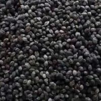 RAW PAPAYA POWER / NATURAL DEFENSE / CLEAN ENERGY SEED