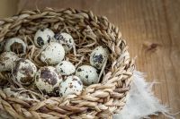 CANNED QUAIL EGGS / NUTRIENT-RICH / CLEAN LABEL / CONVENIENT & DELICIOUS