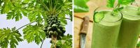 NATURAL PAPAYA LEAVES POWDER / DIGESTIVE SUPPORT / CLEAN LABEL / VEGAN FRIENDLY
