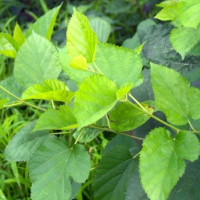 MULBERRY LEAVES PREMIUM / FRESHLY HARVESTED / ORGANICALLY FARMED / MADE IN VIETNAM